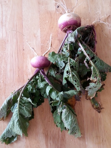 http://owningburtonfarm.com/ Our first harvest from Burton Farm: Turnips! Also, what is eating the greens?