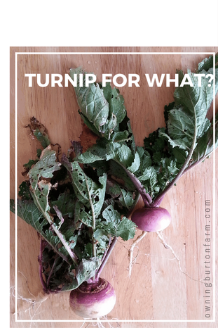 Turnip For What?  Just being silly. We grew these turnips on Burton Farm! Looks like we have some leaf-munchers, but this is our first food from the garden!
